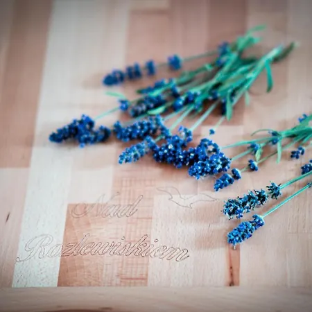 Nad Rozlewiskiem Basen, Malpi Gaj W Swietlicy - Wszystko Dla Dzieci Sarbinowo